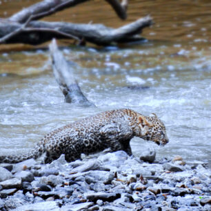 Leopard baby crossing the river