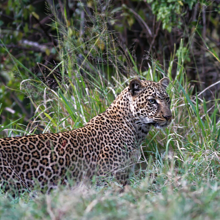 Evening in Masai Mara Leopard
