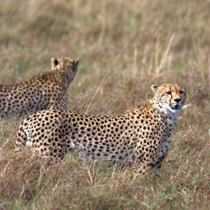 Two Cheetahs on the grass plains