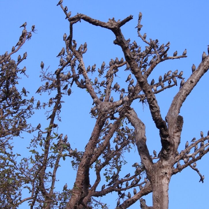 Hundreds of Flycatchers in a Mara tree