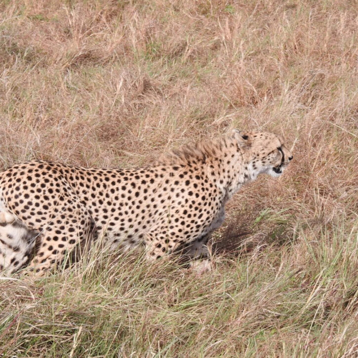 Cheetah Masai Mara