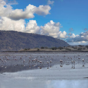 Lake Magadi flamingoes