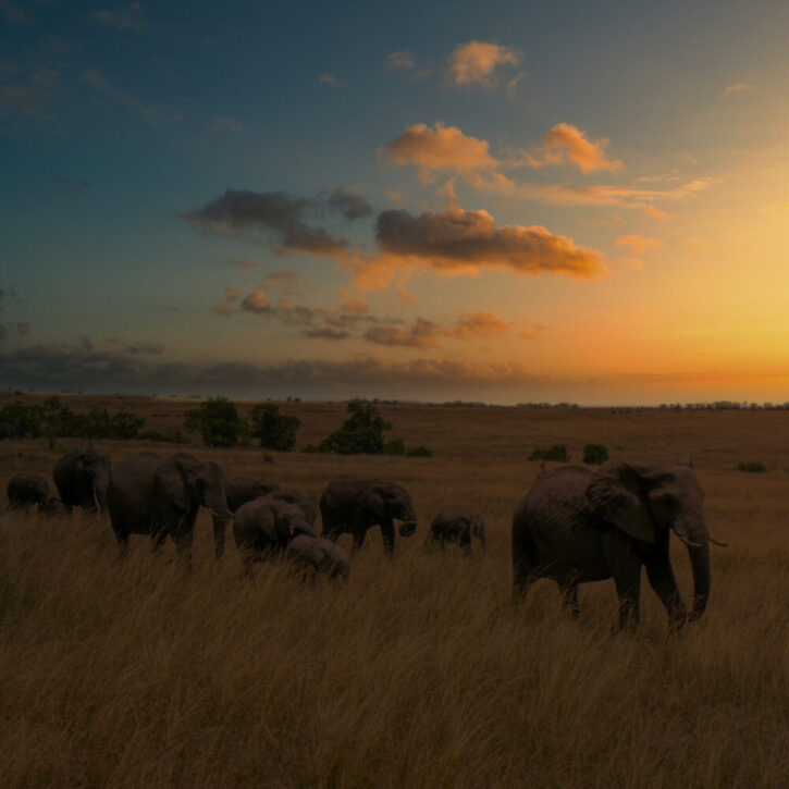 elephants on the move in Mara