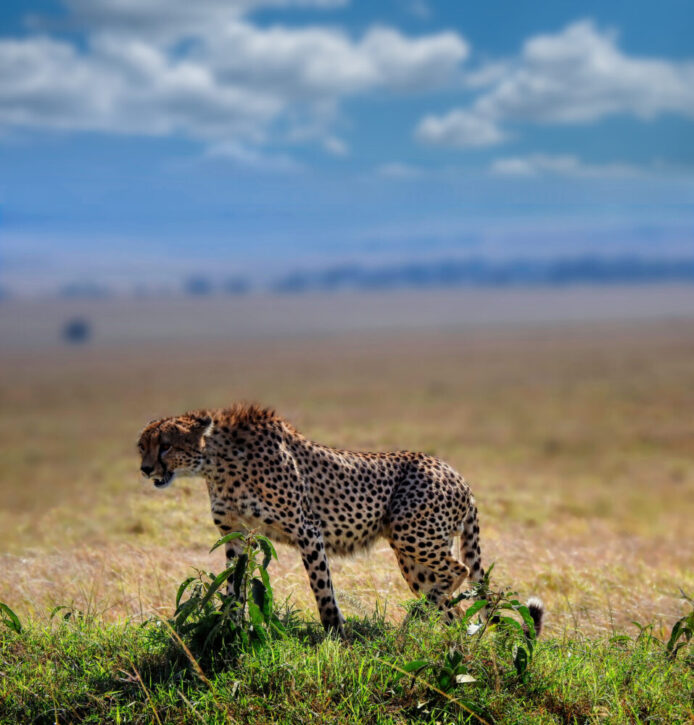 cheetah in Masai Mara