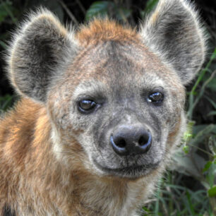 Hyena in Aberdares