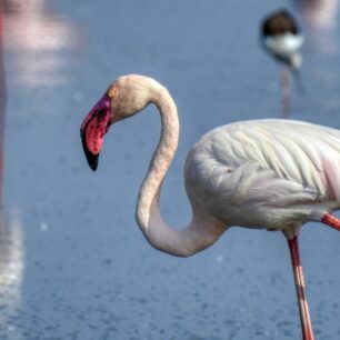 lesser flamingo Magadi