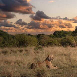 lion masai mara
