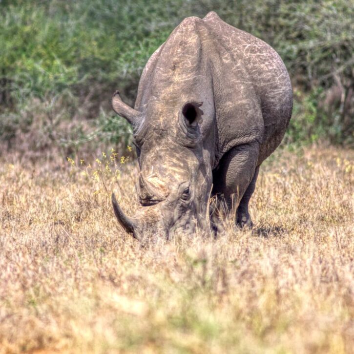 rhino nairobi park