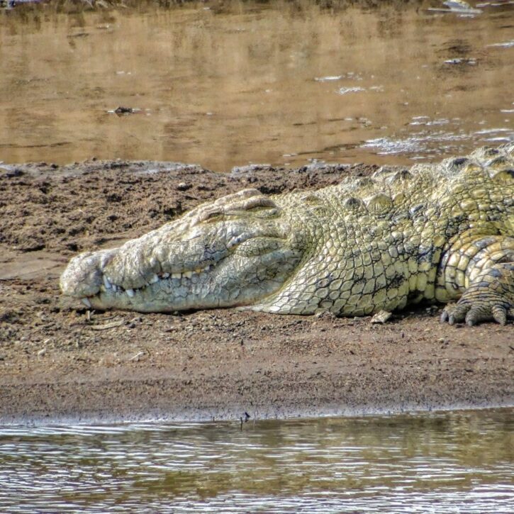 Monster Crocodile