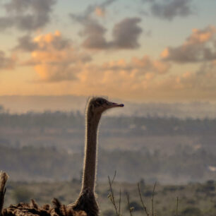 Ostrich in the setting sun