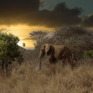 Elephant in dramatic light