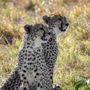 Two cheetahs on the savanna