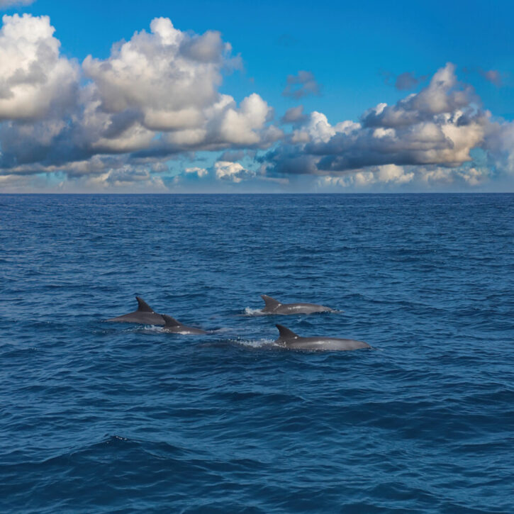 Dolphins Kisite Kenya