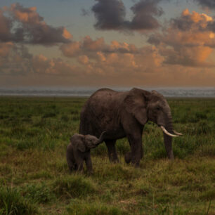 Elephant mother and baby Amboseli V2