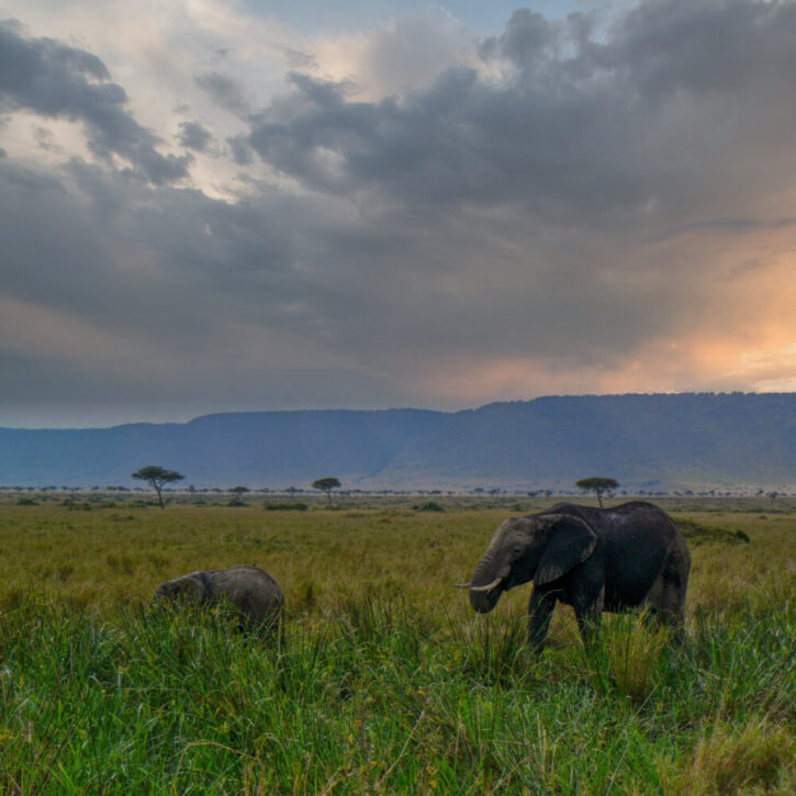 Elephants Masai Mara