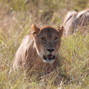 Lion hiding in the long grass