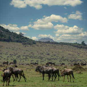 Wildebeest Masai Mara