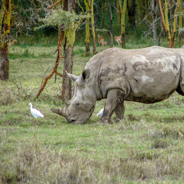 Rhino Nakuru yellow acacia trees