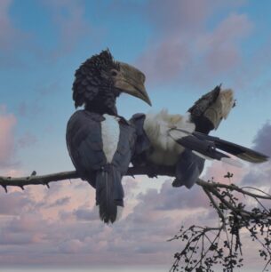Hornbill Kenya