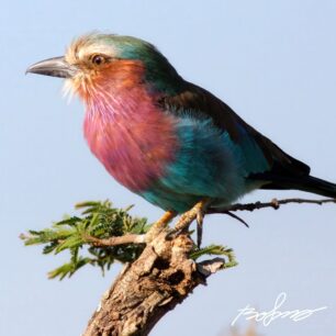 Lilac-Breasted Roller (Coracias caudatus)