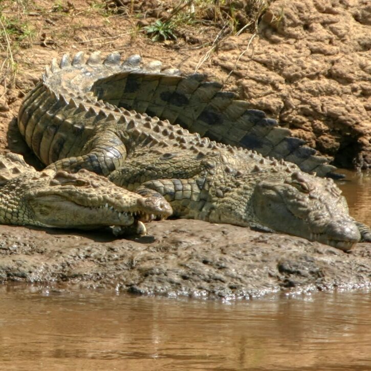 crocodile mara