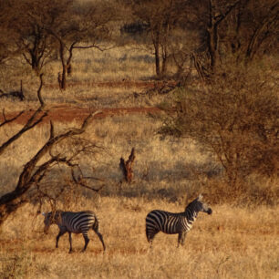 Zebras gracefully traversing the arid African savanna