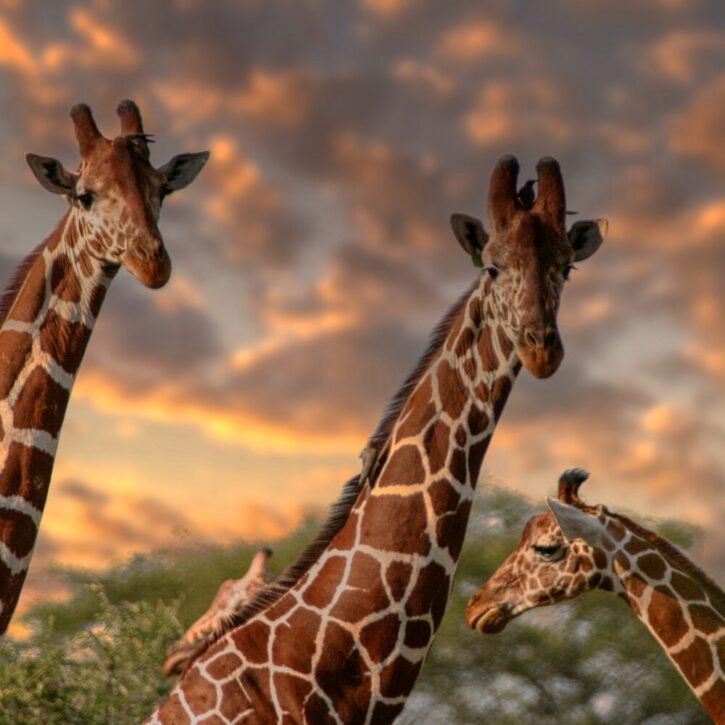 Giraffes in Mara