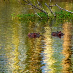 Lazy Hippos in Mzima Springs