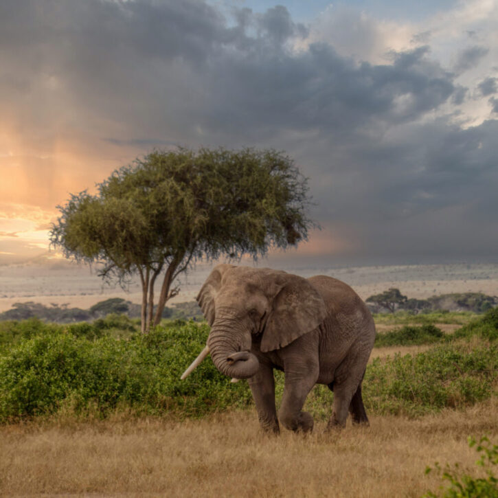 Elephant Amboseli