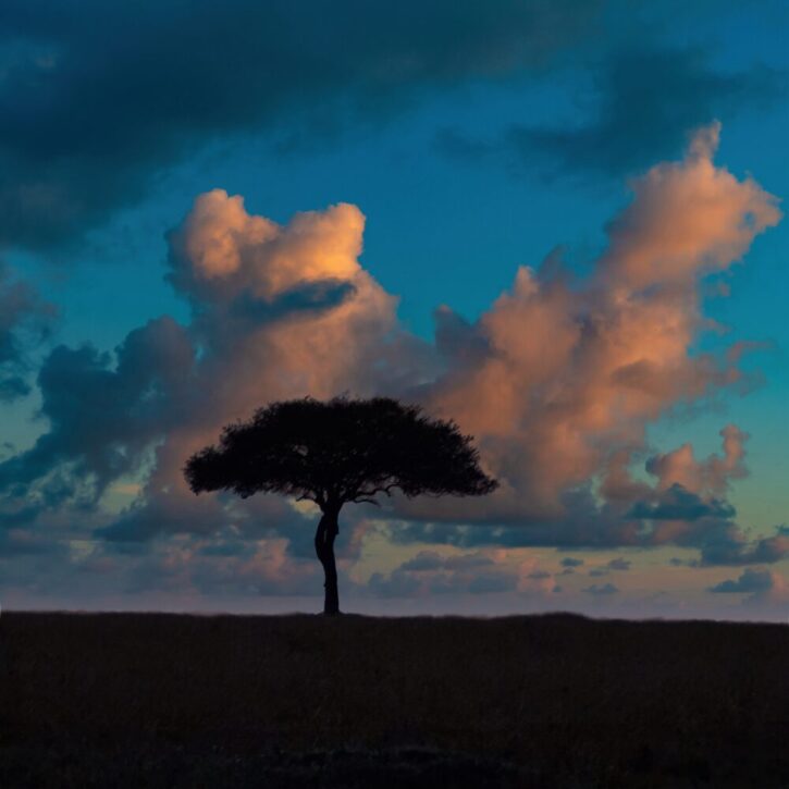 Acacia tree on the savanna