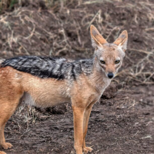 Black-backed jackal