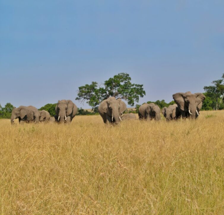 Elephant herd on the move in Mara