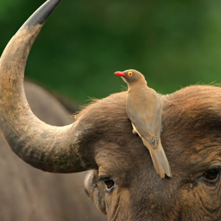Red-billed Oxpecker