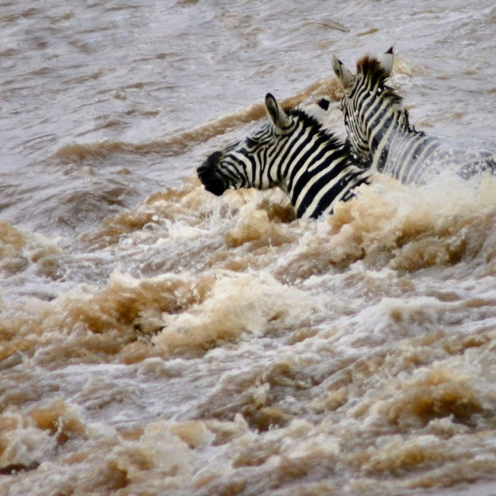 Two zebras fighting to reach the other side of the Mara river