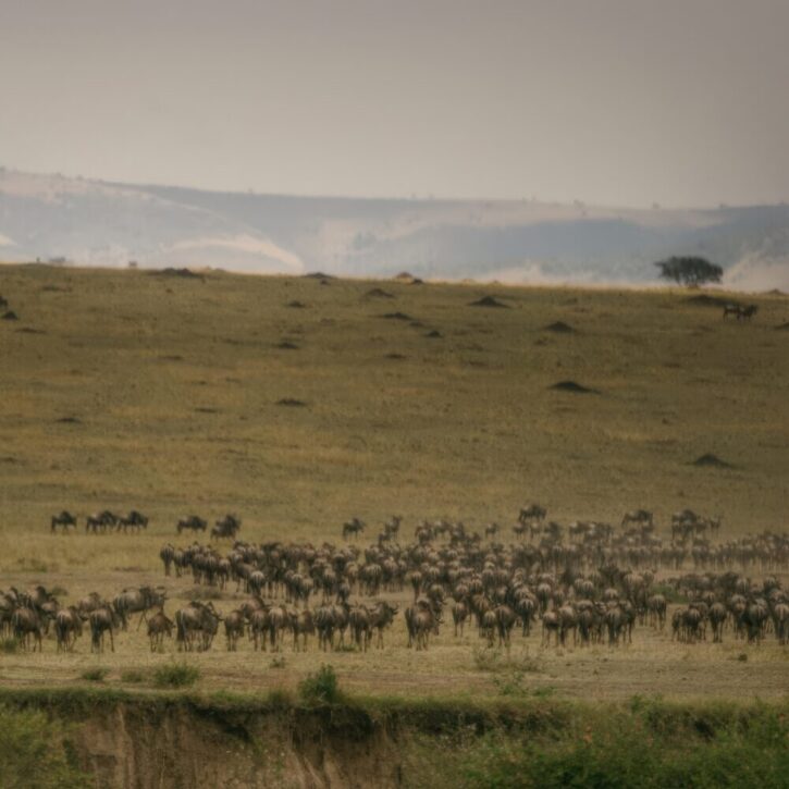 Wildebeests on the move