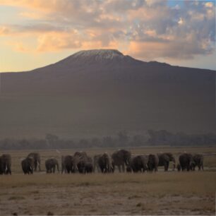 Amboseli elephants