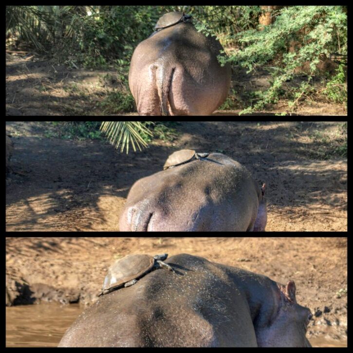 Turtle catching a ride on a hippo