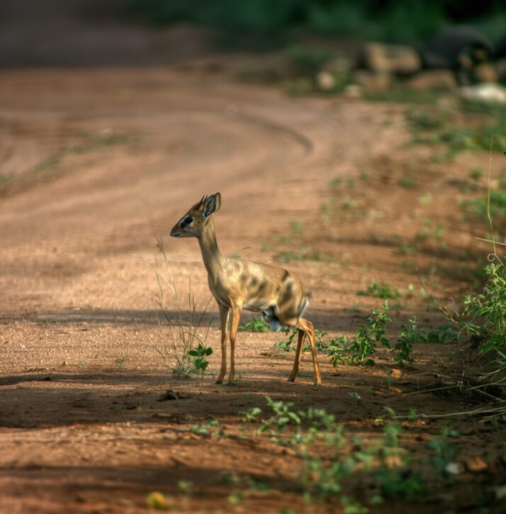 Dik-dik Tsavo