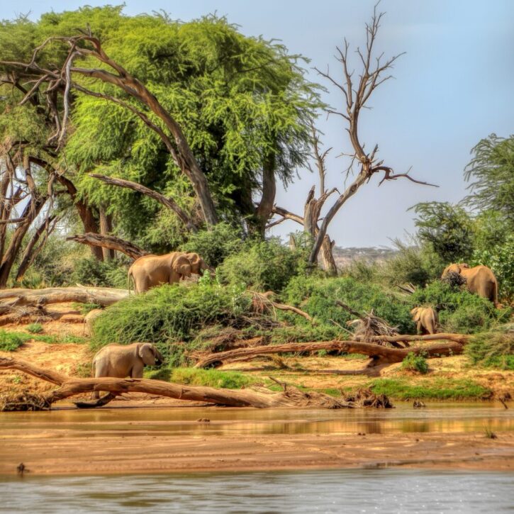 Elephants-Samburu