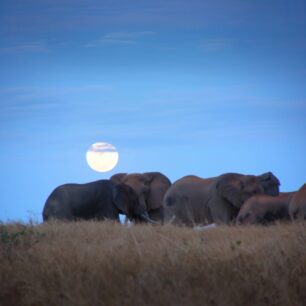 Elephants in the moonlight