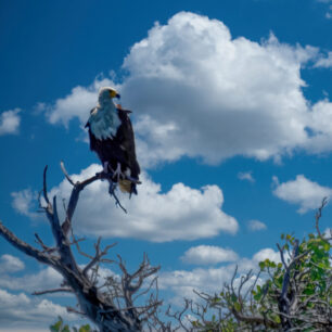 Fish eagle Kenyan coast