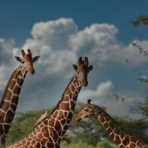 Giraffes savanna