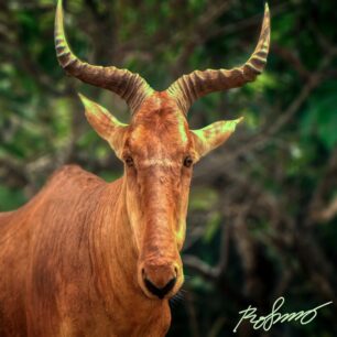 Hartebeest Kongoni Shimba Hills