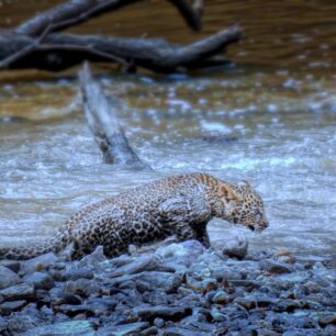 Leopard-baby