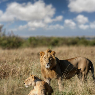 Lion and lioness in Masaai Mara