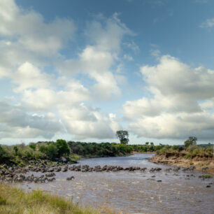 Mara river migration