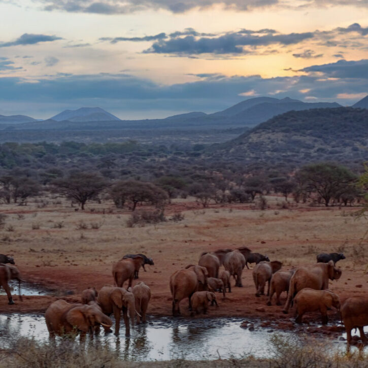 Tsavo West Kilauni