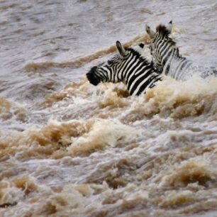 Two zebras fighting to reach the other side of the Mara river