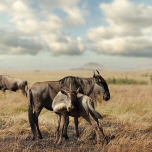 Wildebeest and calf