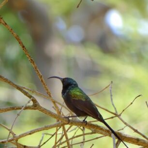 Sunbird